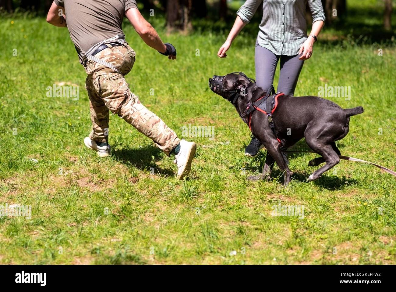 Cane Corso attacking dog handler during aggression training Stock Photo