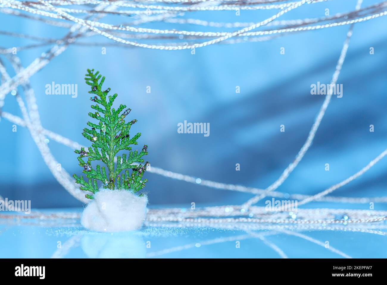 A twig of a thuja in the form of a Christmas tree.Christmas Background .Blue Christmas Background. Copy Space Stock Photo