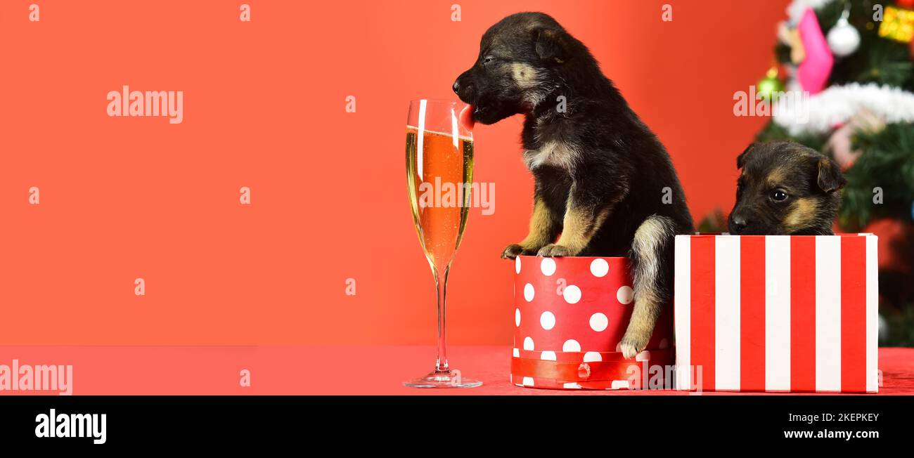 Puppy drink champagne. Funny pyppy dog with champagne. Puppy and gift ...