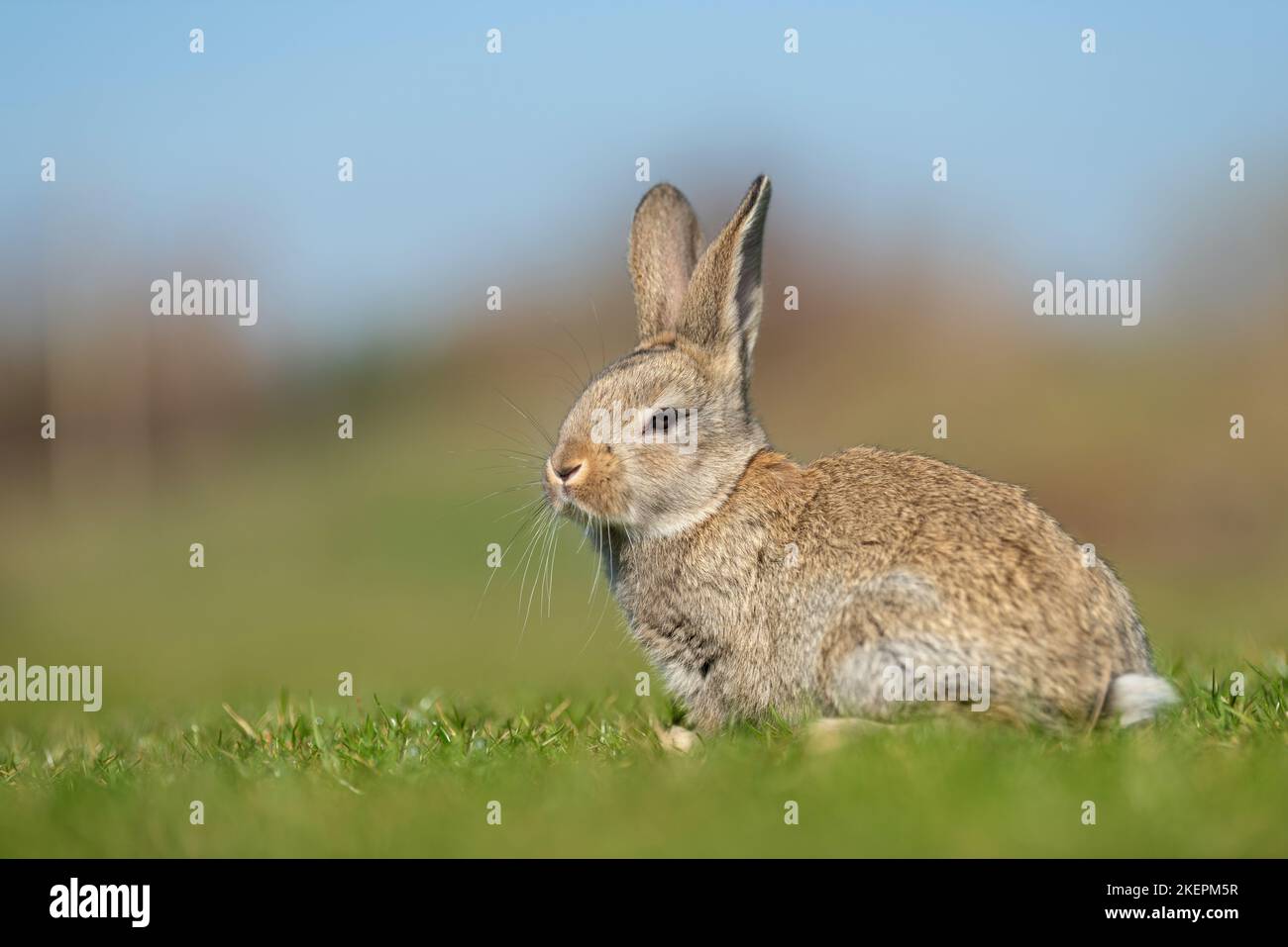 Rabbit 2023 hi-res stock photography and images - Alamy