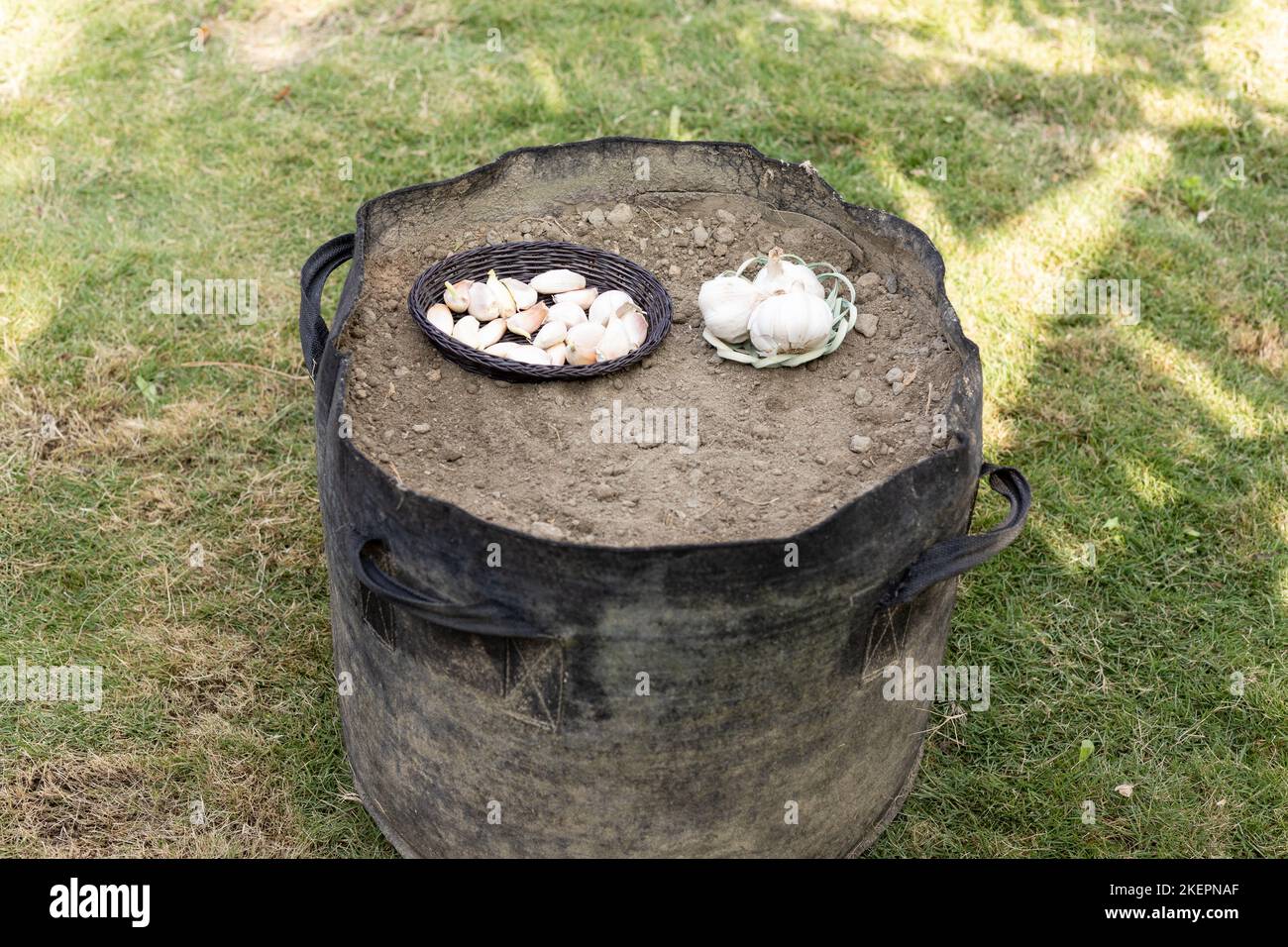 Growing garlic in a grow bag Stock Photo Alamy