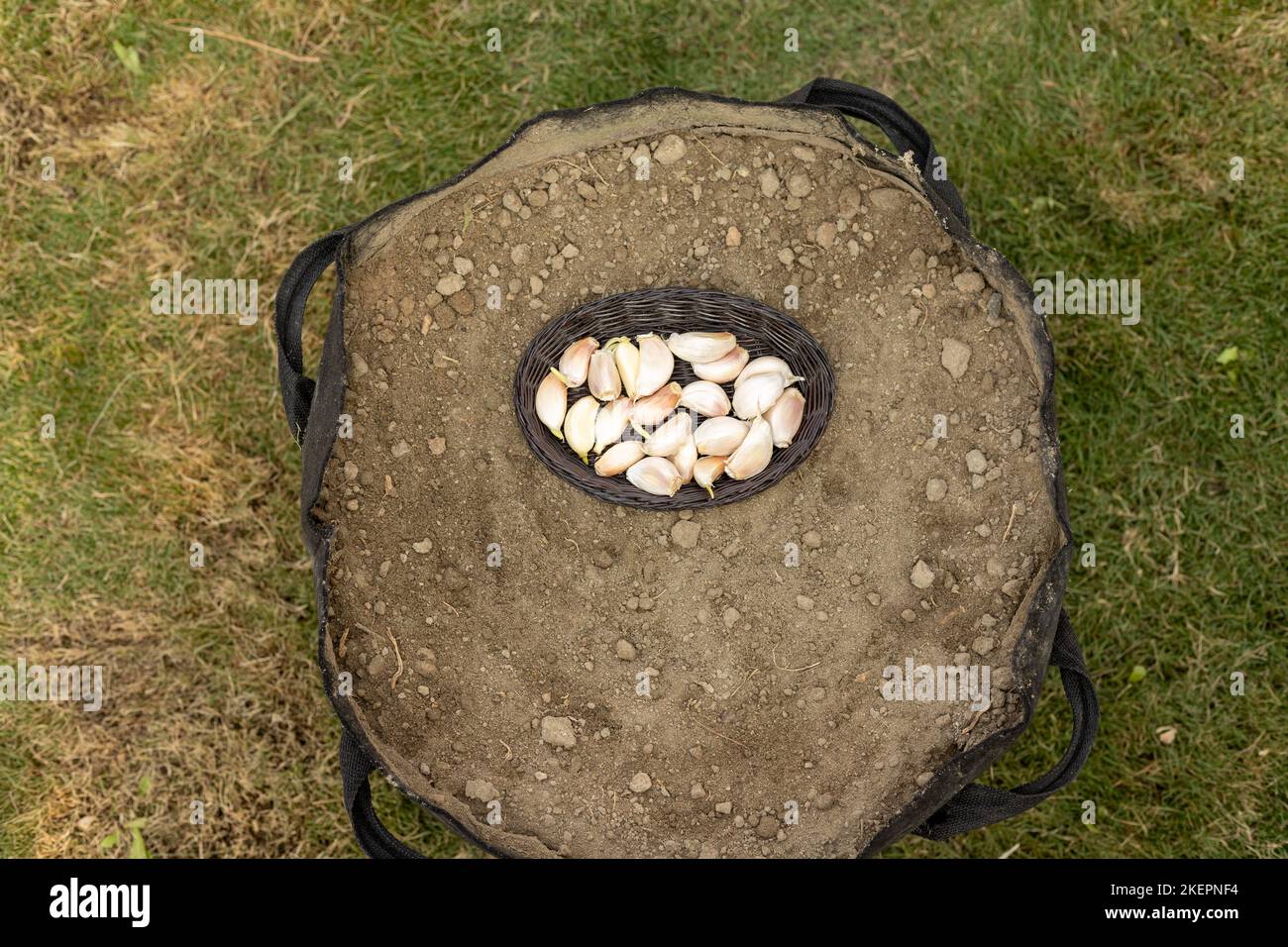 Garlic cloves loosen in a basket preparing to sow in a soil Stock Photo