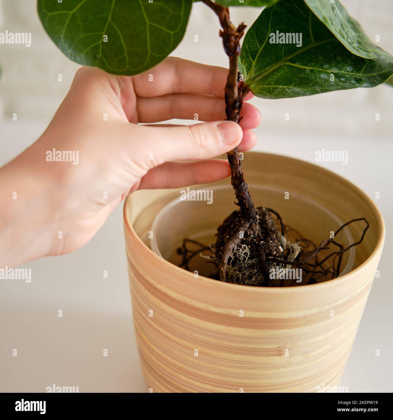 A woman florist planting ficus lyrata bambino plant in a flower pot