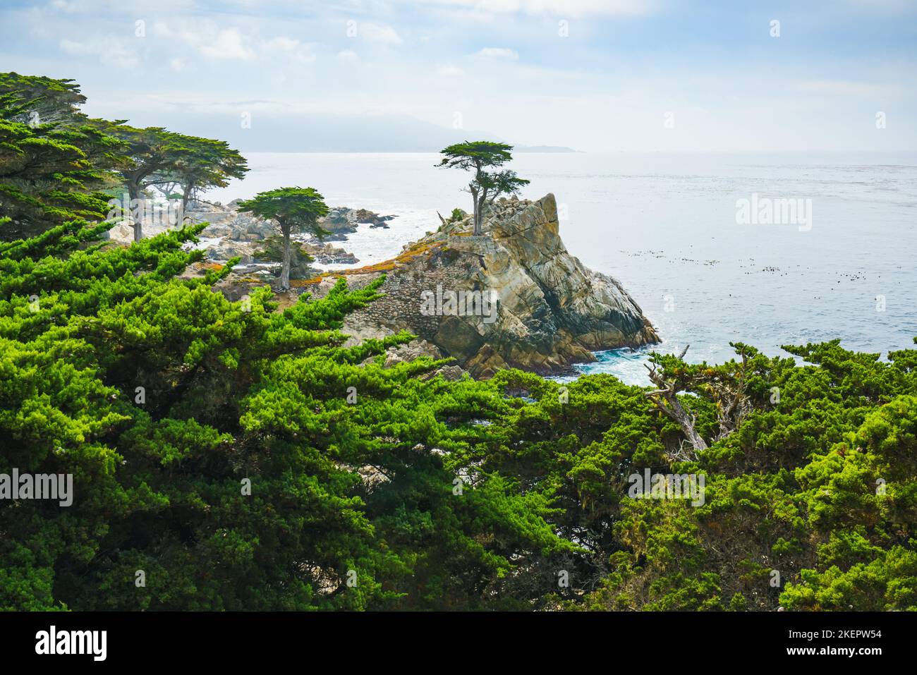 The Lone Cypress Tree stands on a granite hill off the 17-mile drive in Pebble Beach, Monterey Bay, California Stock Photo