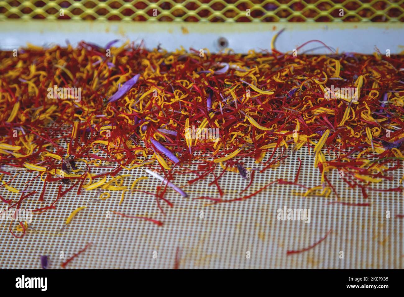 Saffron separation process, Crocus threads on separator, close up