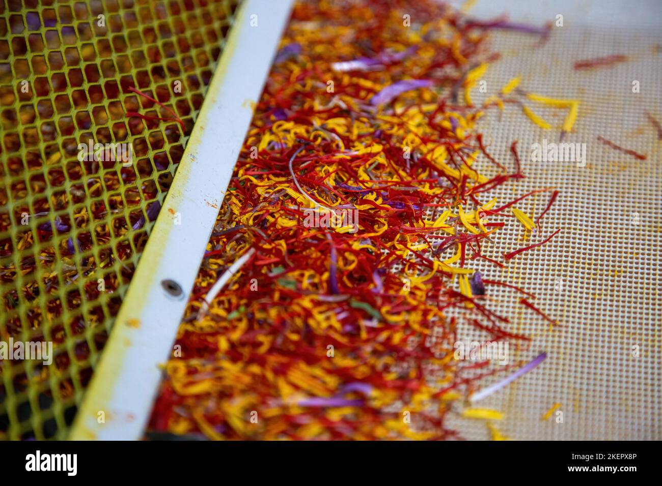 Saffron separation process, Crocus threads on separator, close up