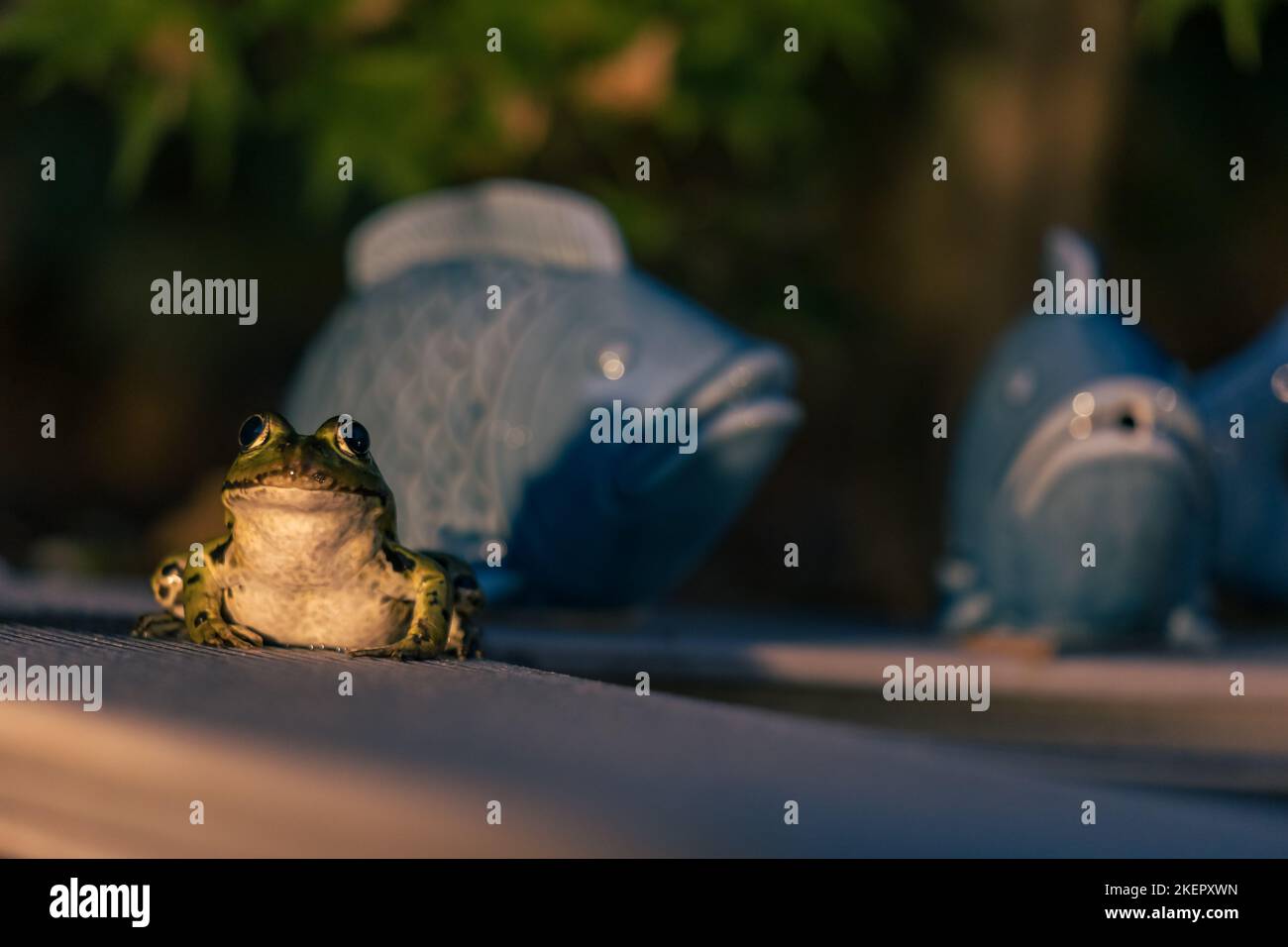 funny little frog at the evening garden pond Stock Photo