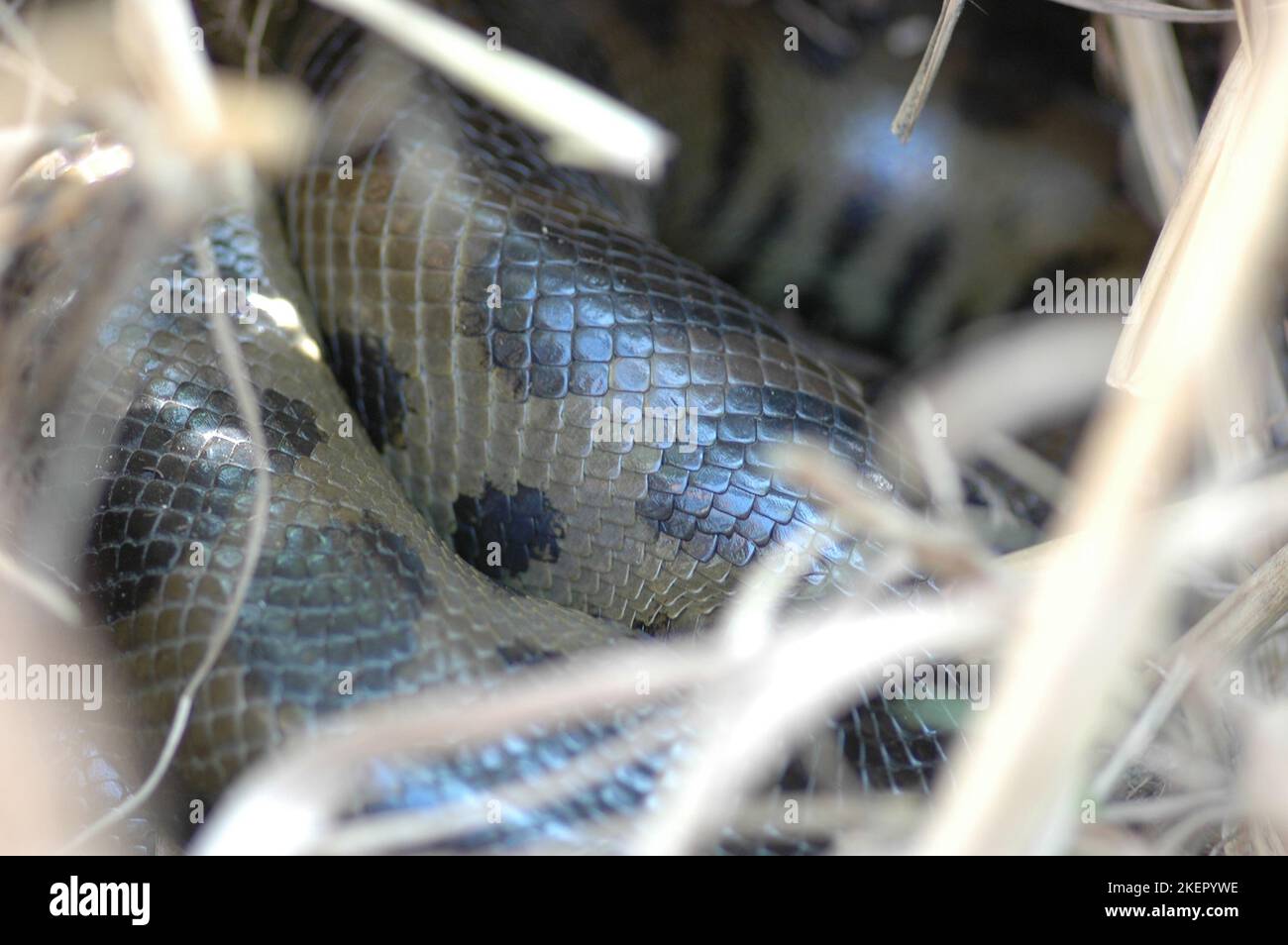 Anaconda in nest pampas bolivia dry time Stock Photo