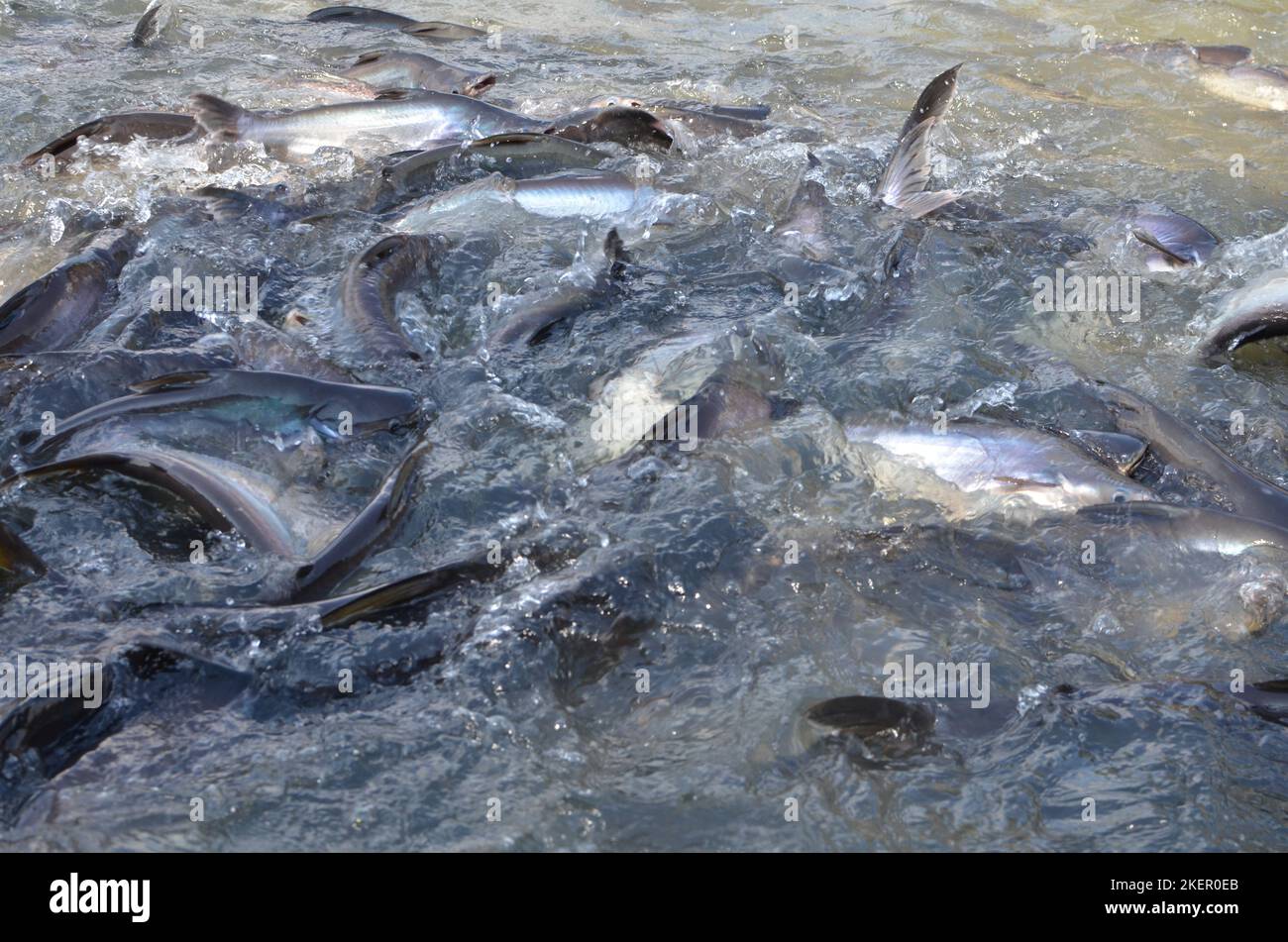 Many Fish in Chao Phraya River Bangkok Thailand Stock Photo - Alamy