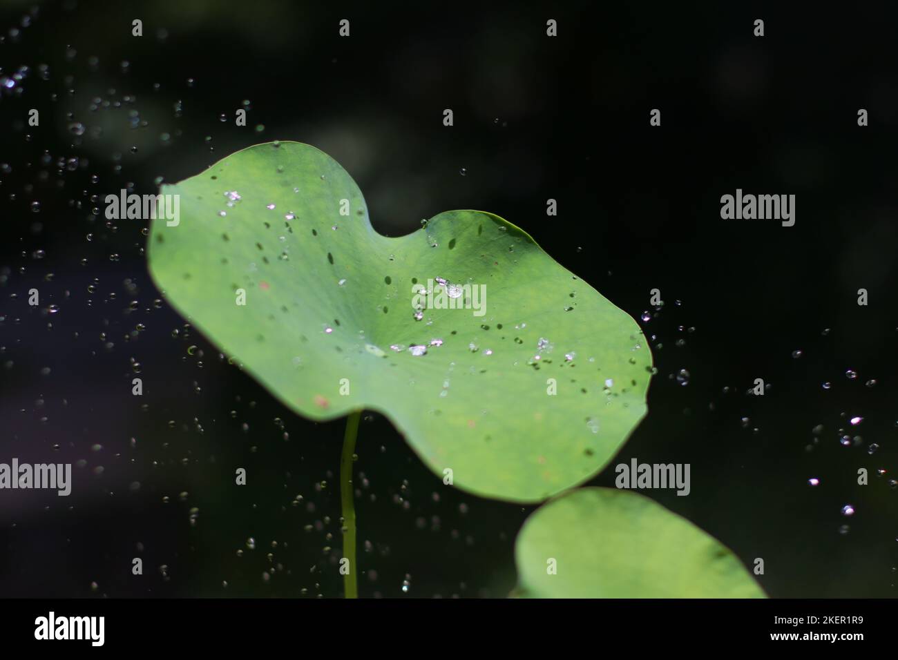 rain drops on a lotus leaf Stock Photo