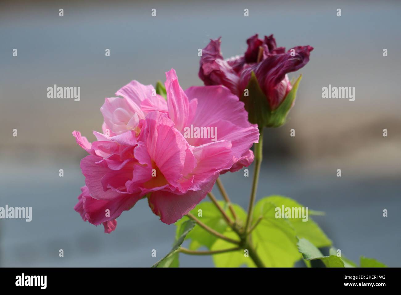 Confederate rose change to magenta in afternoon Stock Photo