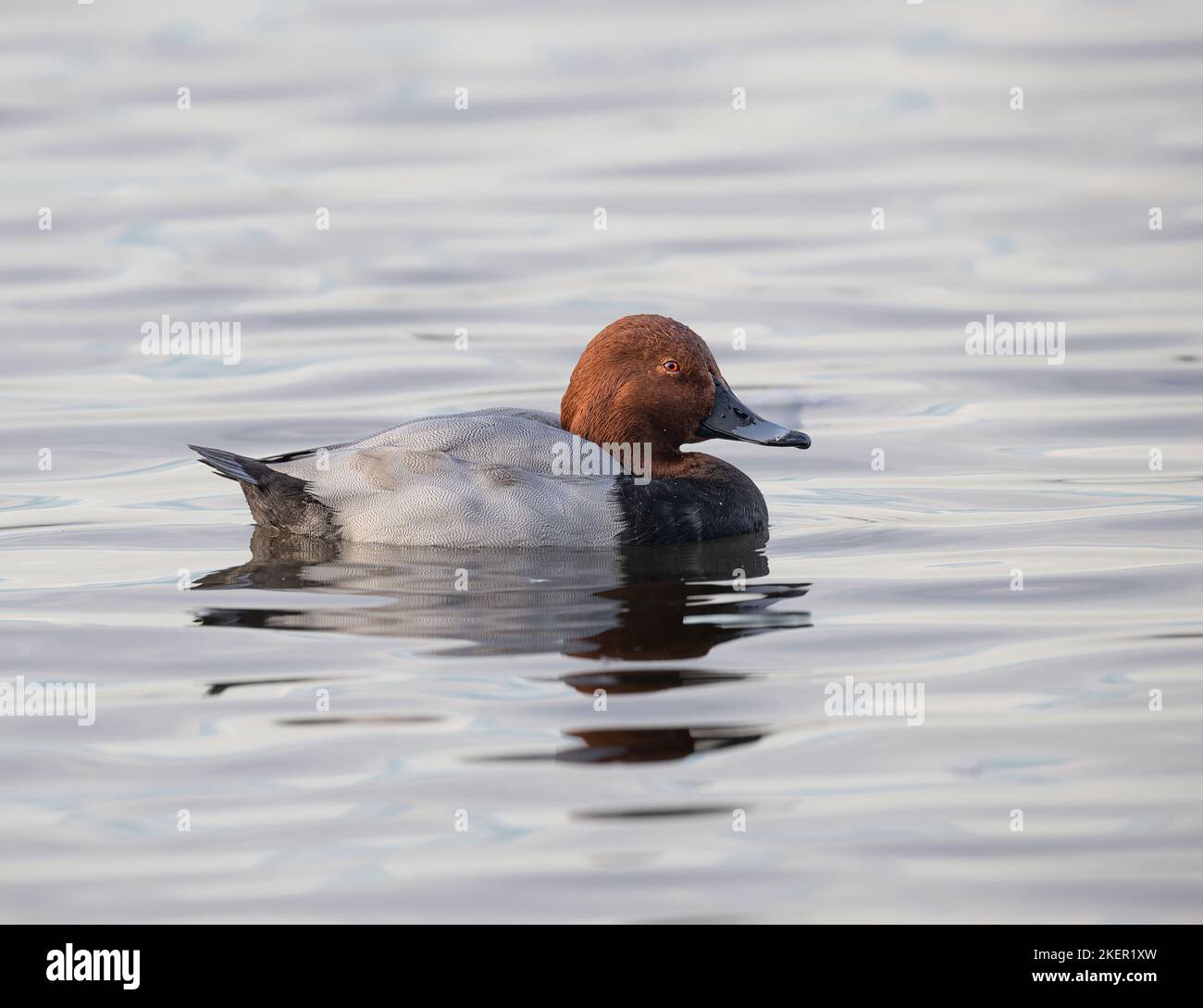 Common Pochard Aythya ferina briefly resting on a stretch of water in the East Anglian fens UK. Stock Photo