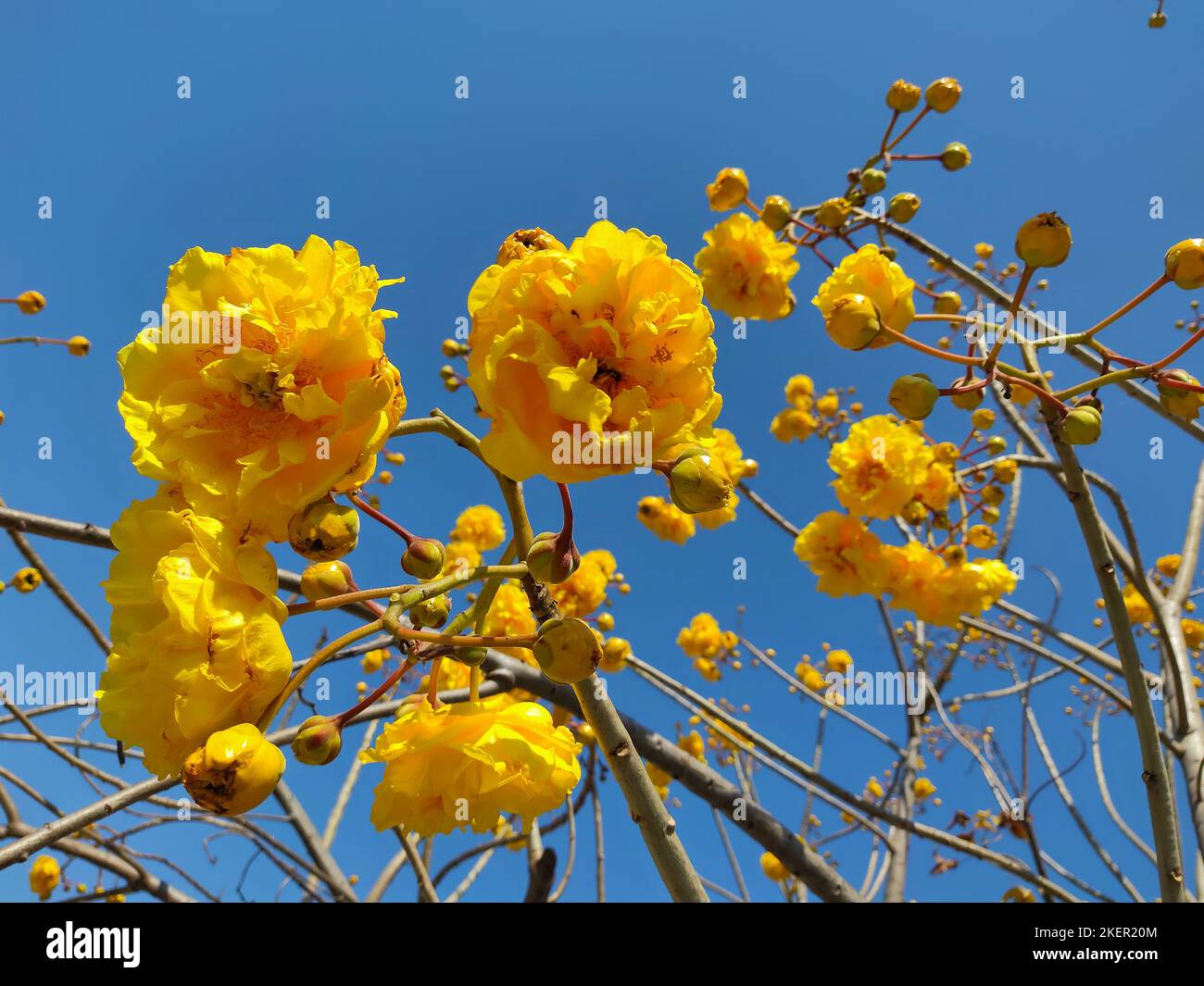 yellow cotton tree blossom in New Year's Eve Stock Photo