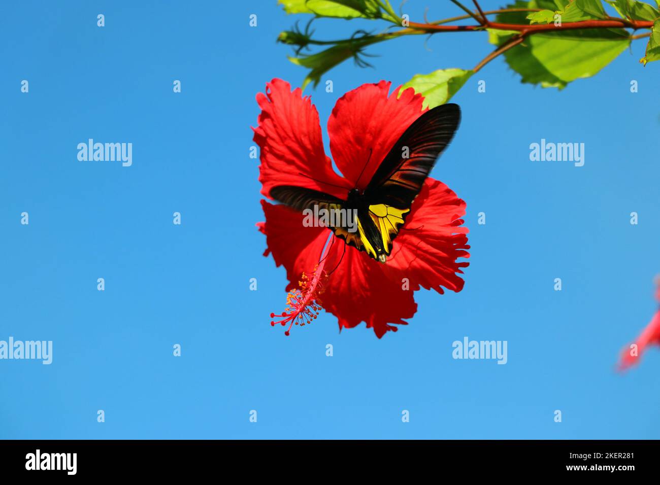 Goden birdwing butterfly swarm red chinese hibiscus Stock Photo