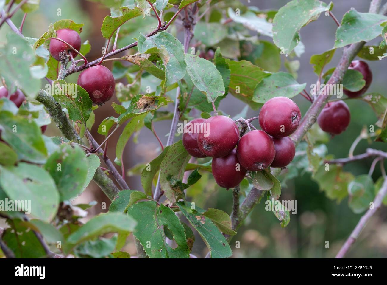 Malus 'Harry Baker', Malus × robusta 'Harry Baker, crab apple 'Harry Baker' Dark red-purple fruits, September Stock Photo