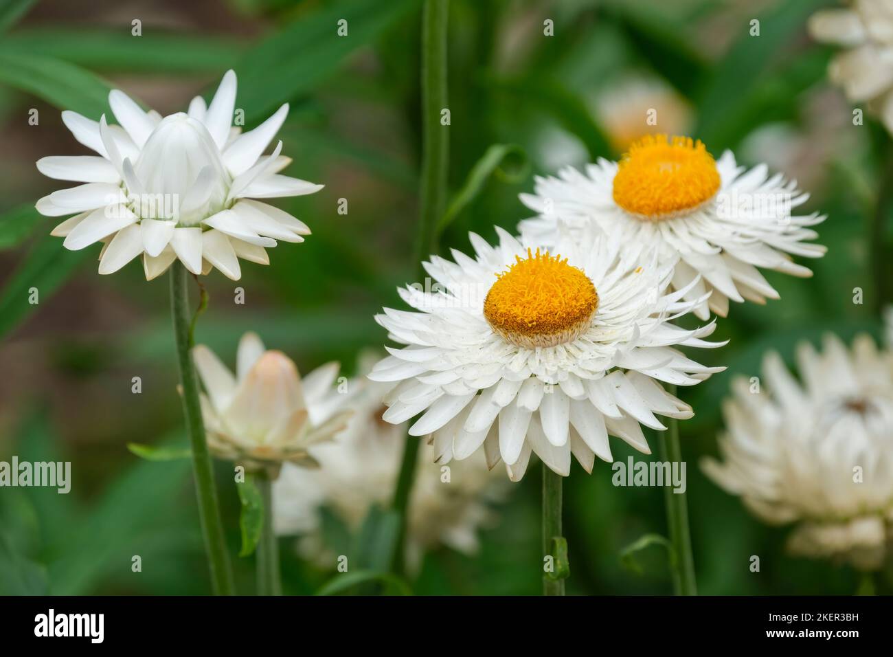 Xerochrysum bracteatum 'White', Helichrysum 'White'. September Stock Photo