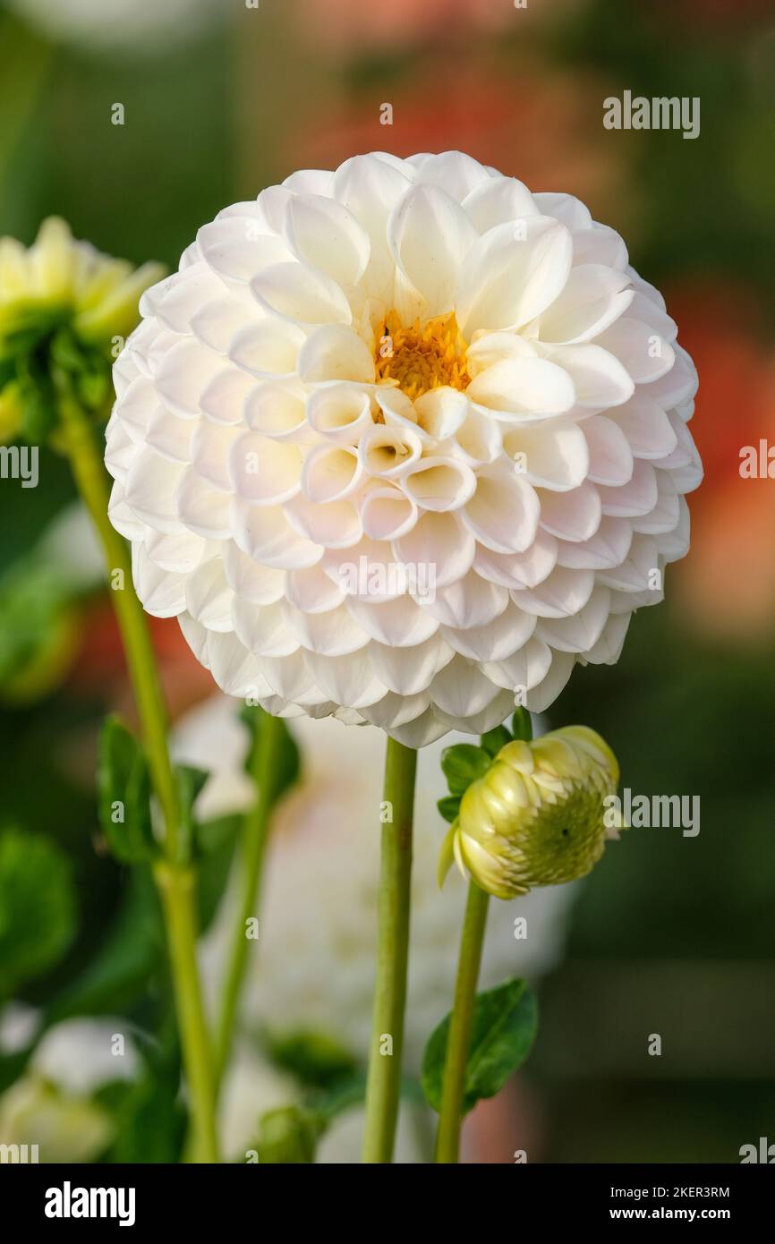 Dahlia 'Blyton Everest', decorative, white dahlia 'Blyton Everest'. Pom