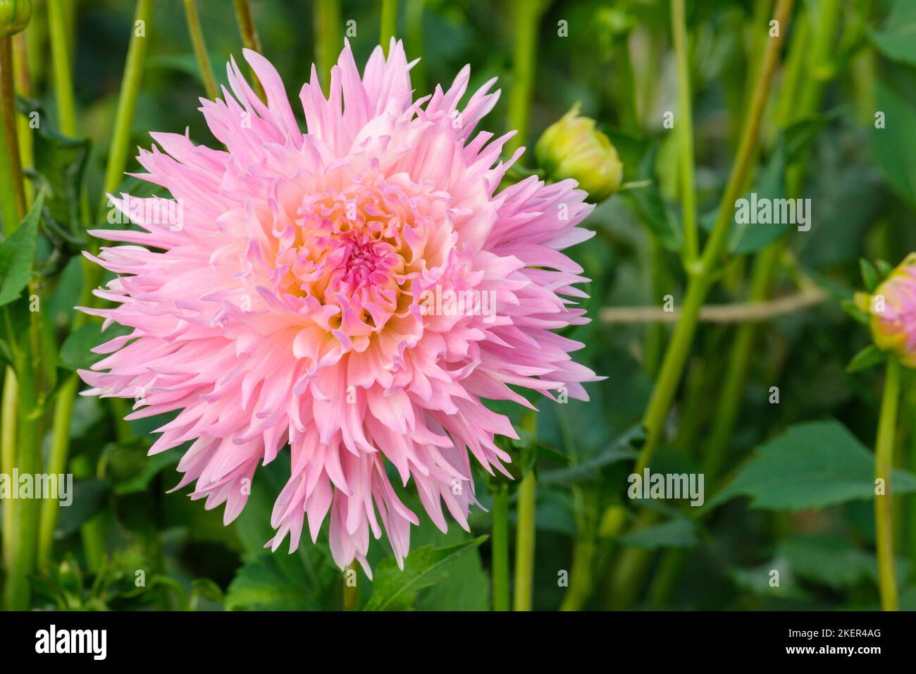 Dahlia 'Nadia Ruth', Dinnerplate dahlia, 'Nadia Ruth' soft pink flower. September. Stock Photo