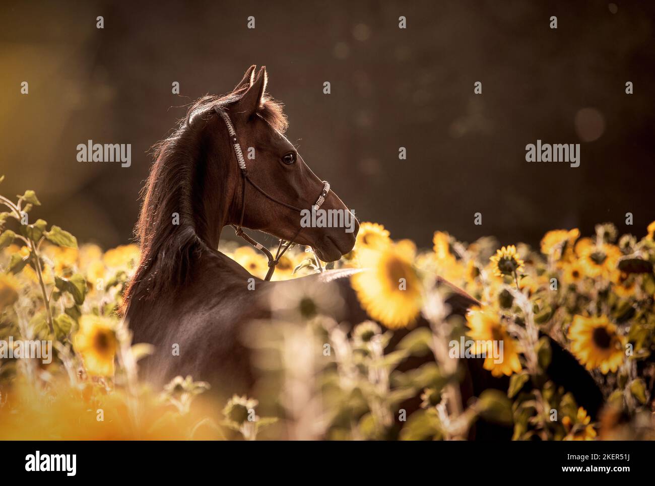 German Riding Pony Portrait Stock Photo Alamy