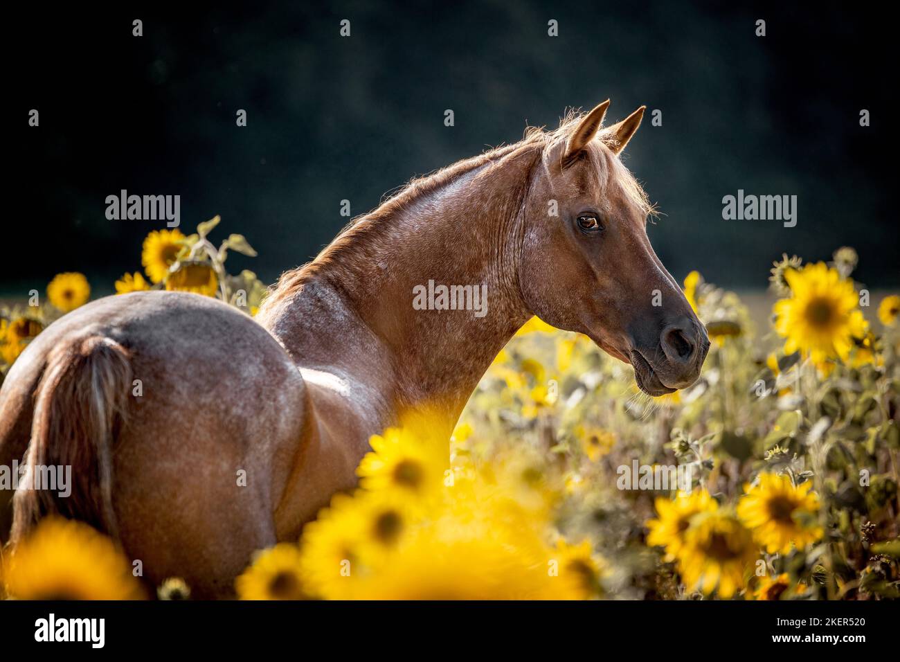 Arabian-Horse-Pony-Cross Portrait Stock Photo