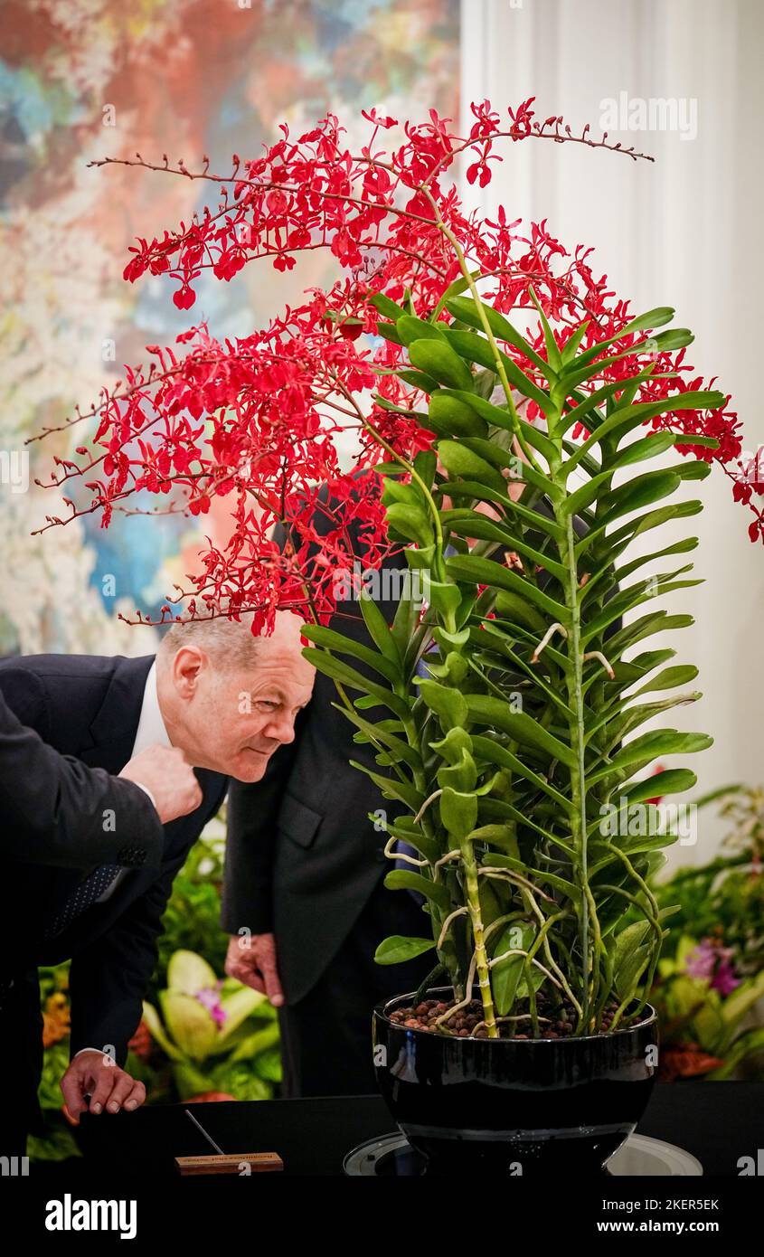 Singapur, Singapore. 14th Nov, 2022. German Chancellor Olaf Scholz (SPD) looks at the orchid named Renanthera Olaf Scholz during the orchid ceremony. In the evening, the chancellor travels on to Bali, Indonesia, for the G20 summit. Credit: Kay Nietfeld/dpa/Alamy Live News Stock Photo