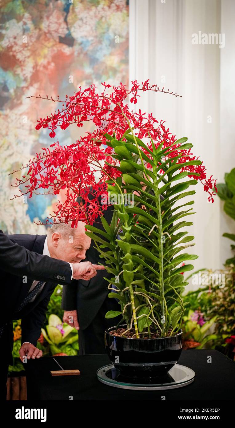 Singapur, Singapore. 14th Nov, 2022. German Chancellor Olaf Scholz (SPD) looks at the orchid named Renanthera Olaf Scholz during the orchid ceremony. In the evening, the chancellor travels on to Bali, Indonesia, for the G20 summit. Credit: Kay Nietfeld/dpa/Alamy Live News Stock Photo