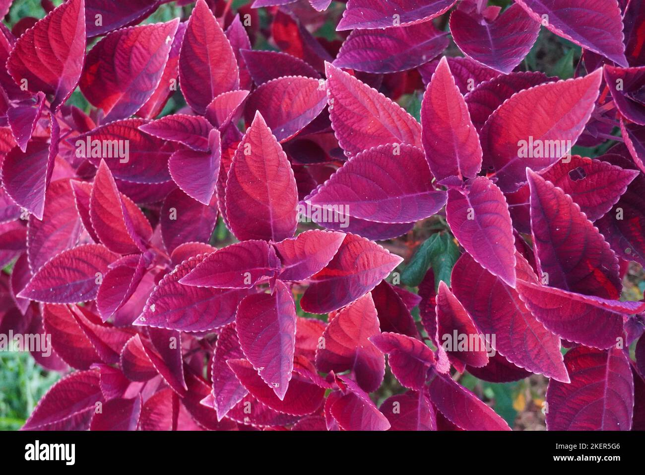 close up red miana flowers in the park Stock Photo