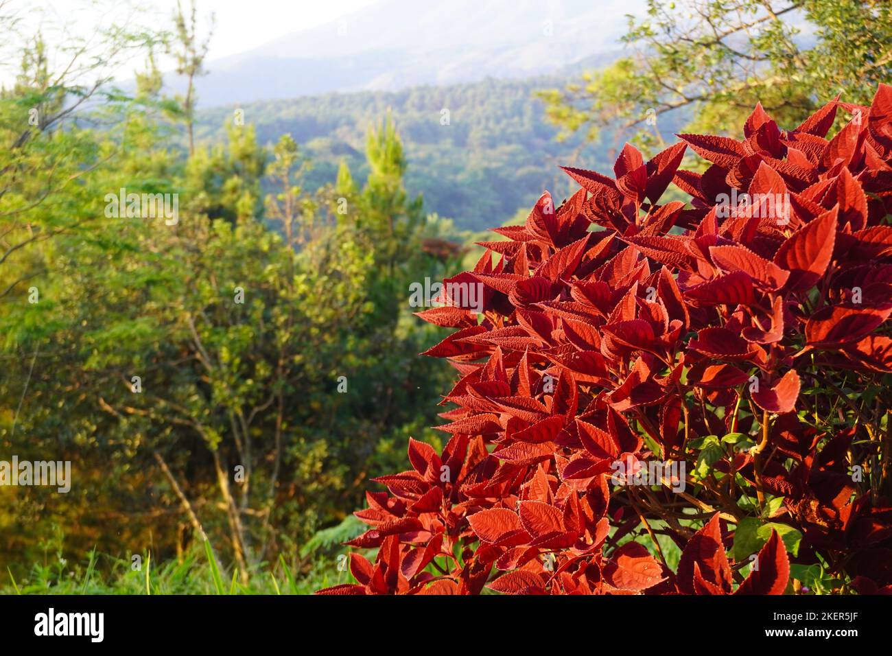close up red miana flowers with mountain view background Stock Photo