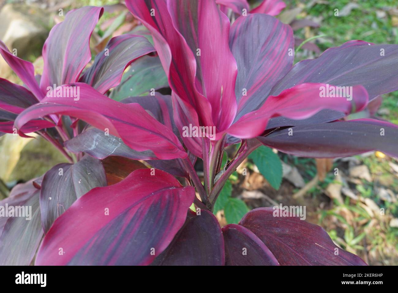 Close up red Cordyline flower at the park Stock Photo