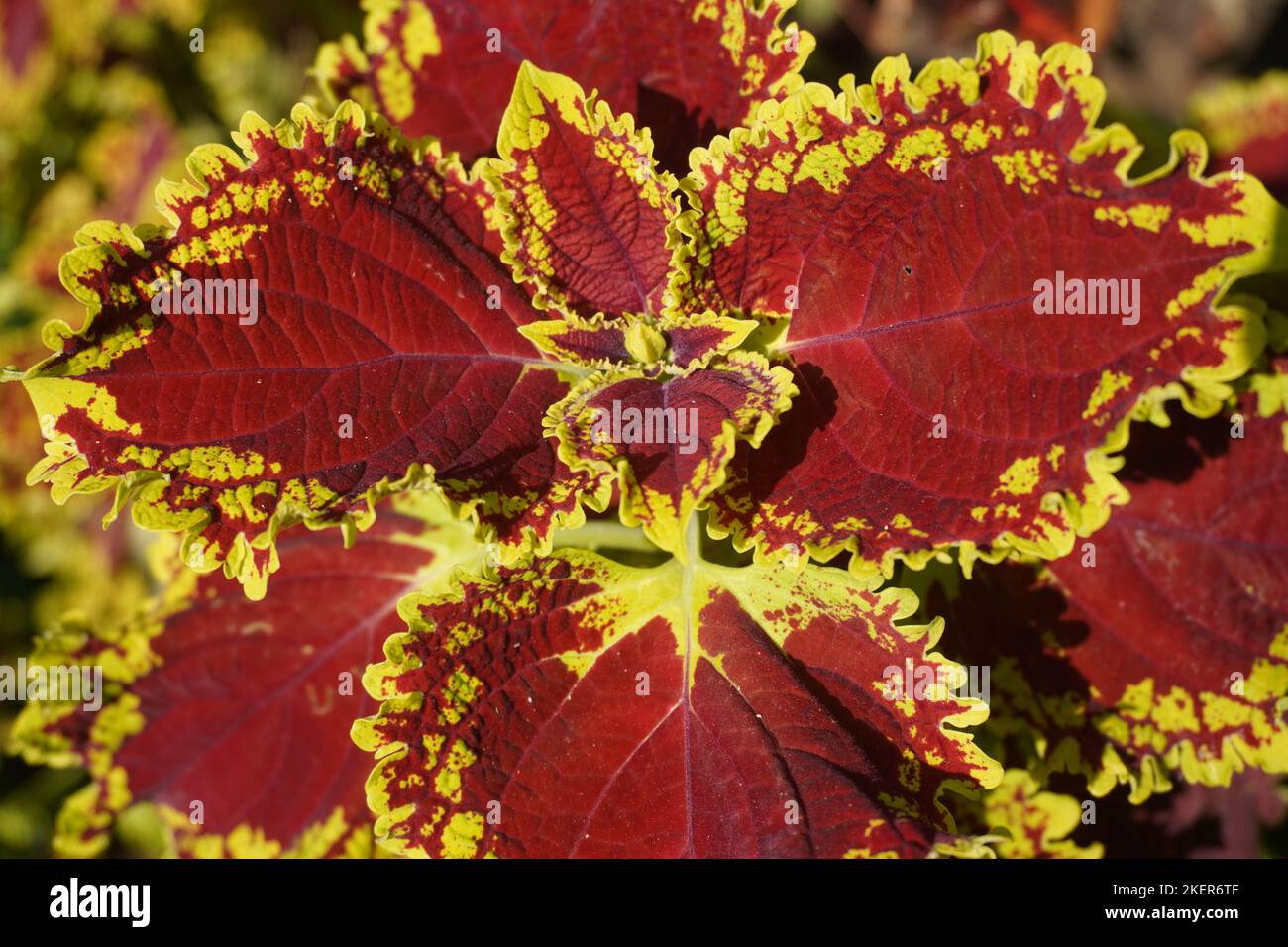 close up red miana flowers under sunlight in the park Stock Photo