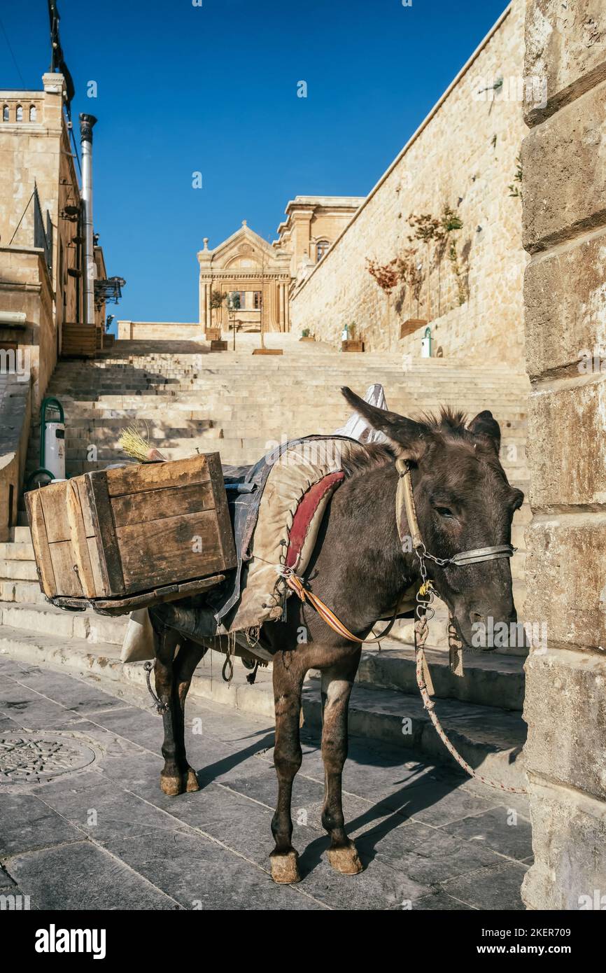 Donkey of the street cleaning worker waiting for his owner, Mardin, Turkey Stock Photo