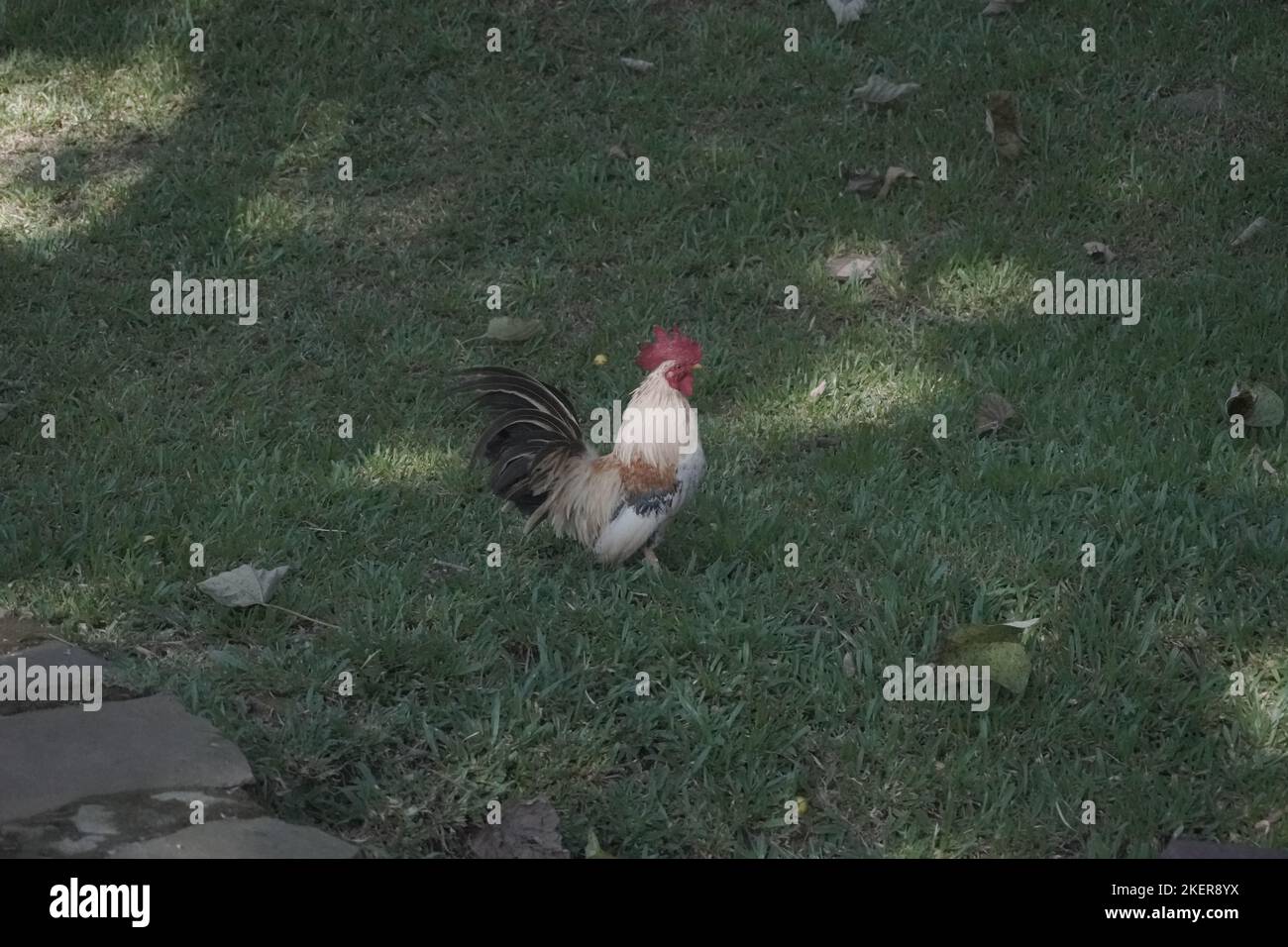 Bantam rooster crows while walking in the garden. chicken poultry farm