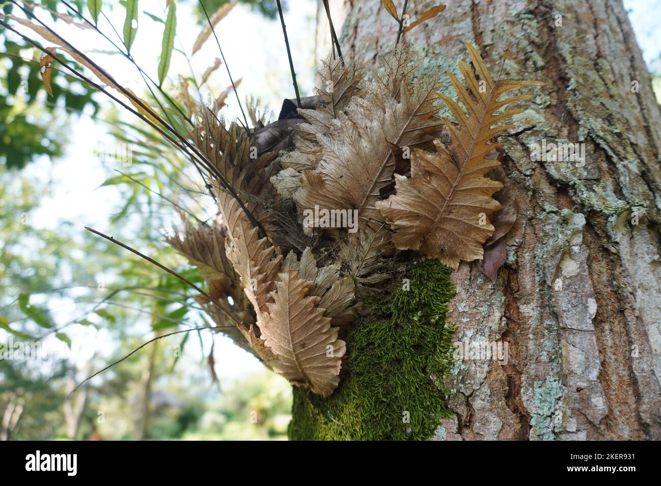 Parasitic Plants That Grow On Trees