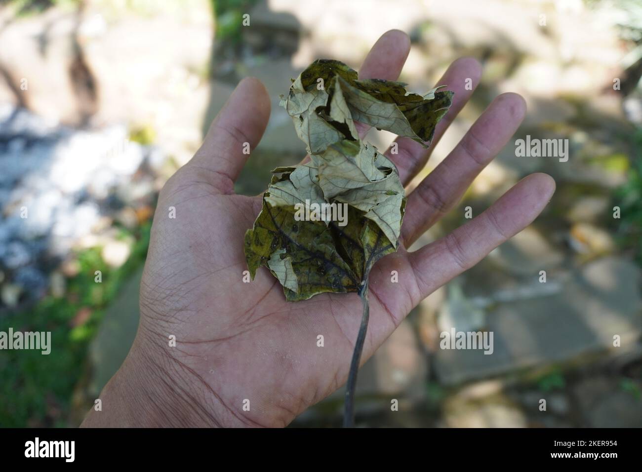 Close up the hand of a man who is squeezing dry leaves in the beauty of nature Stock Photo