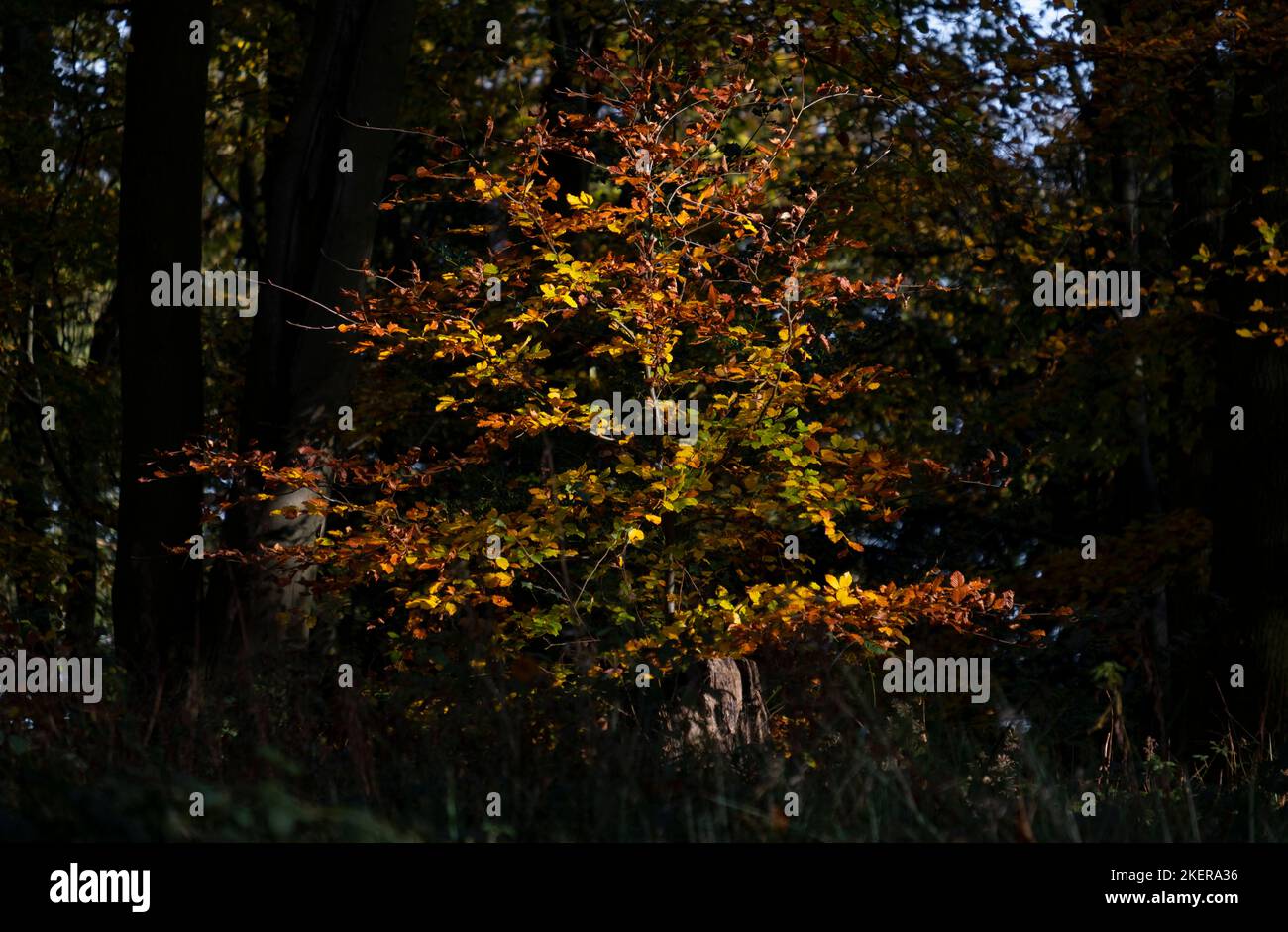 Vibrant autumn coloured leaves in a dark wood, Worcestershire, England. Stock Photo