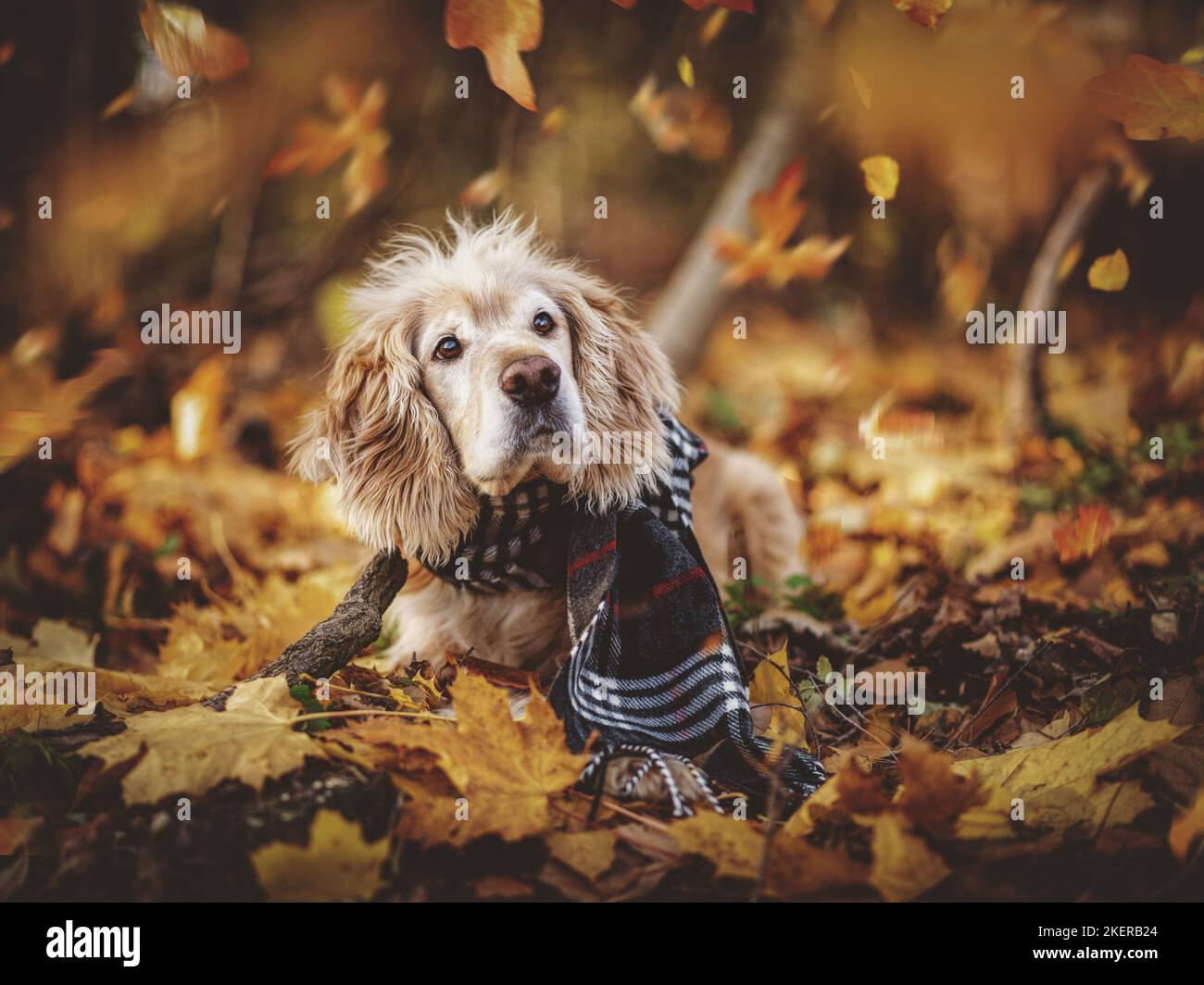 lying Cocker-Spaniel-Mongrel Stock Photo