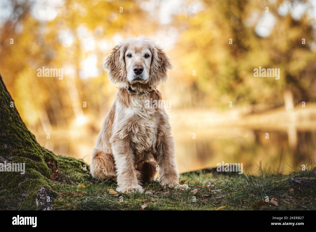 sitting Cocker-Spaniel-Mongrel Stock Photo
