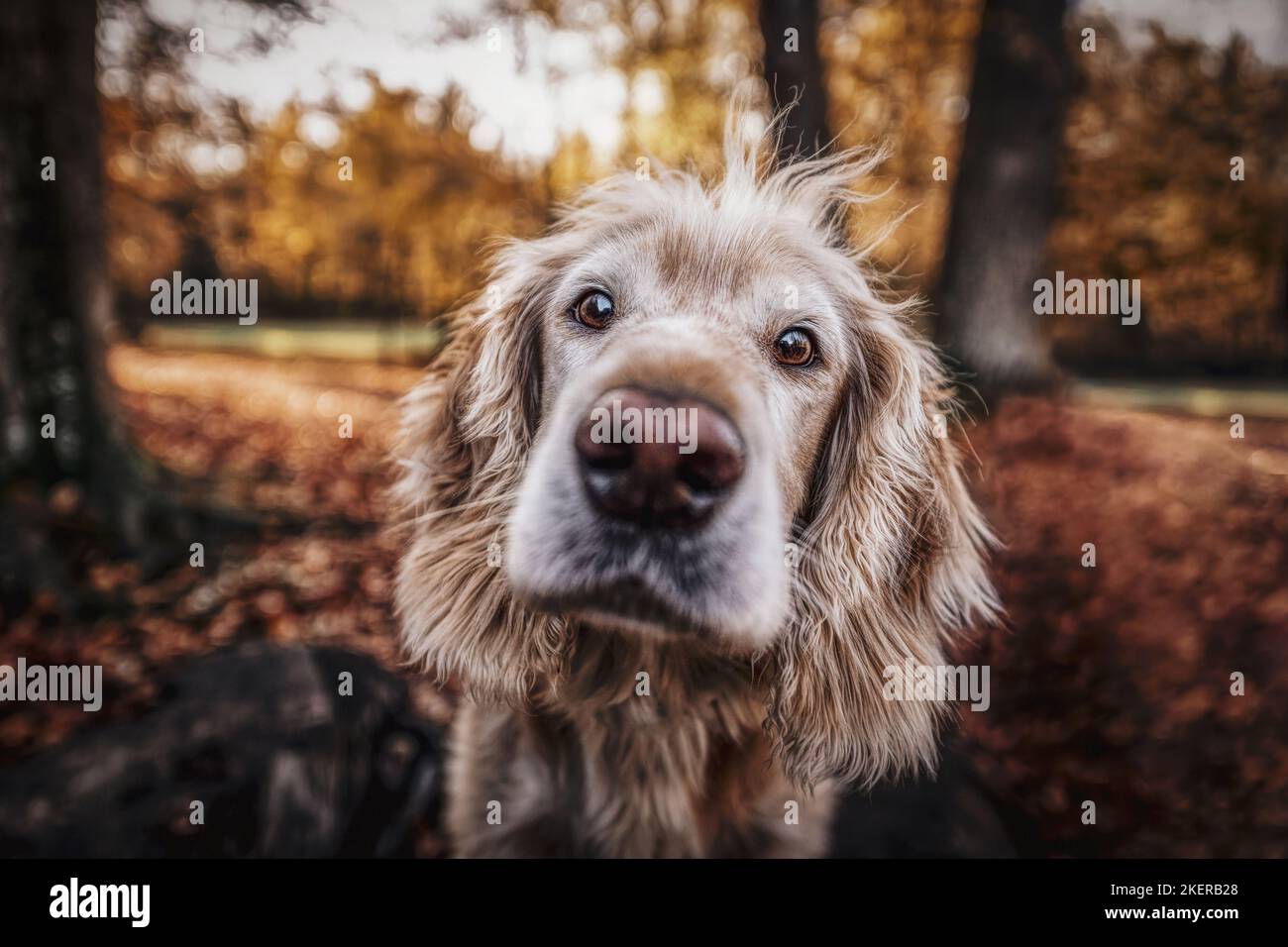 Cocker-Spaniel-Mongrel portrait Stock Photo
