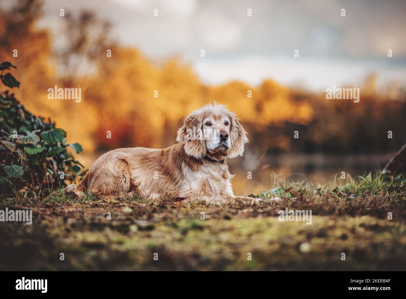 lying Cocker-Spaniel-Mongrel Stock Photo