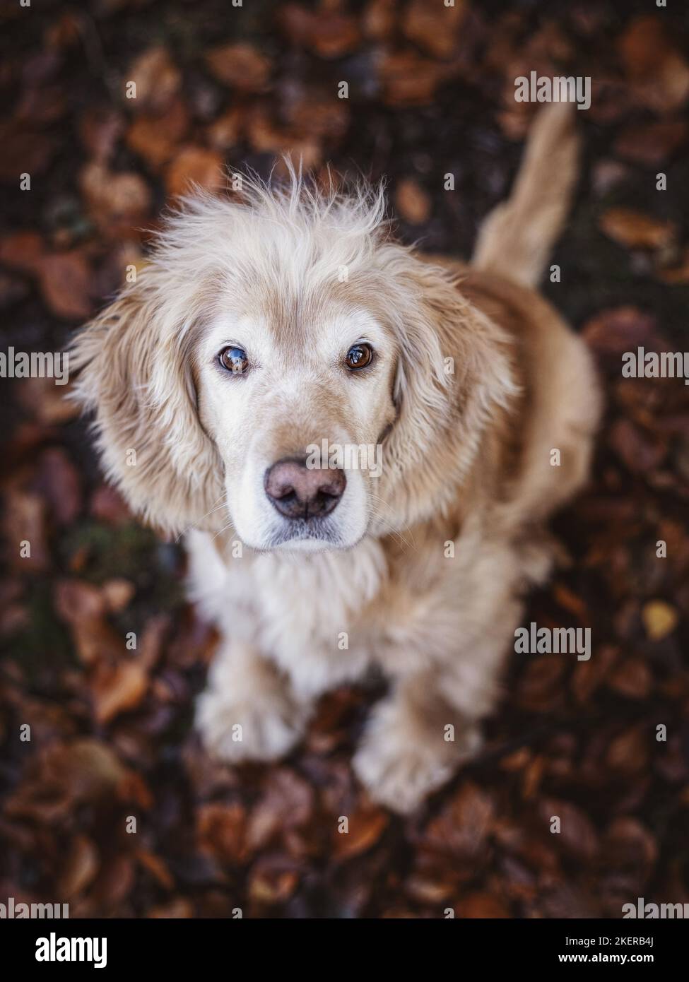 sitting Cocker-Spaniel-Mongrel Stock Photo