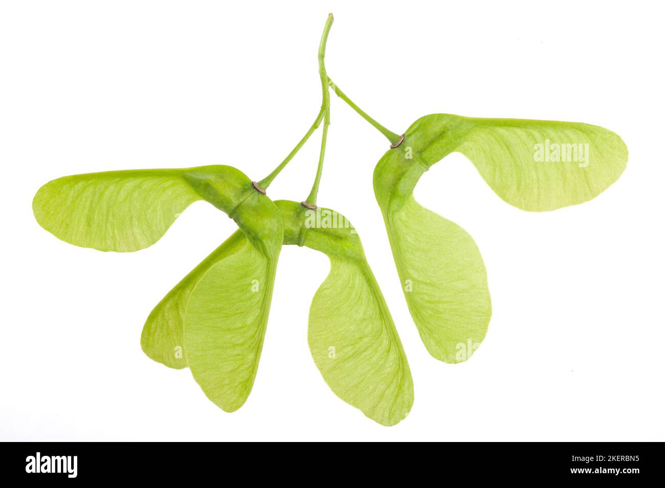 Maple samaras isolated on white background Stock Photo