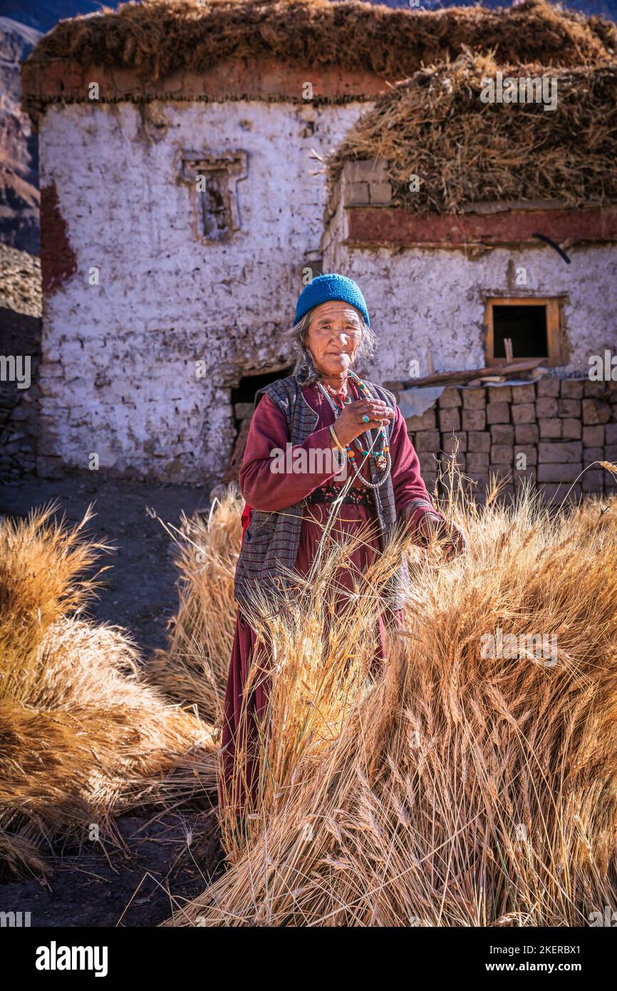 Elderly woman with her harvest, Lingshed, Ladakh, India Stock Photo