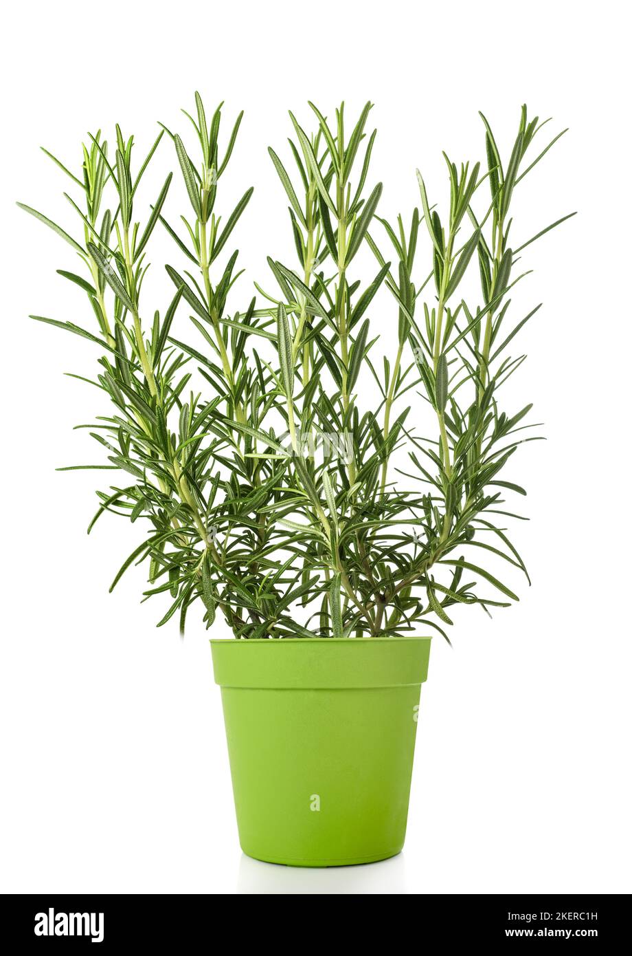 Rosemary plant in vase isolated on white background Stock Photo Alamy