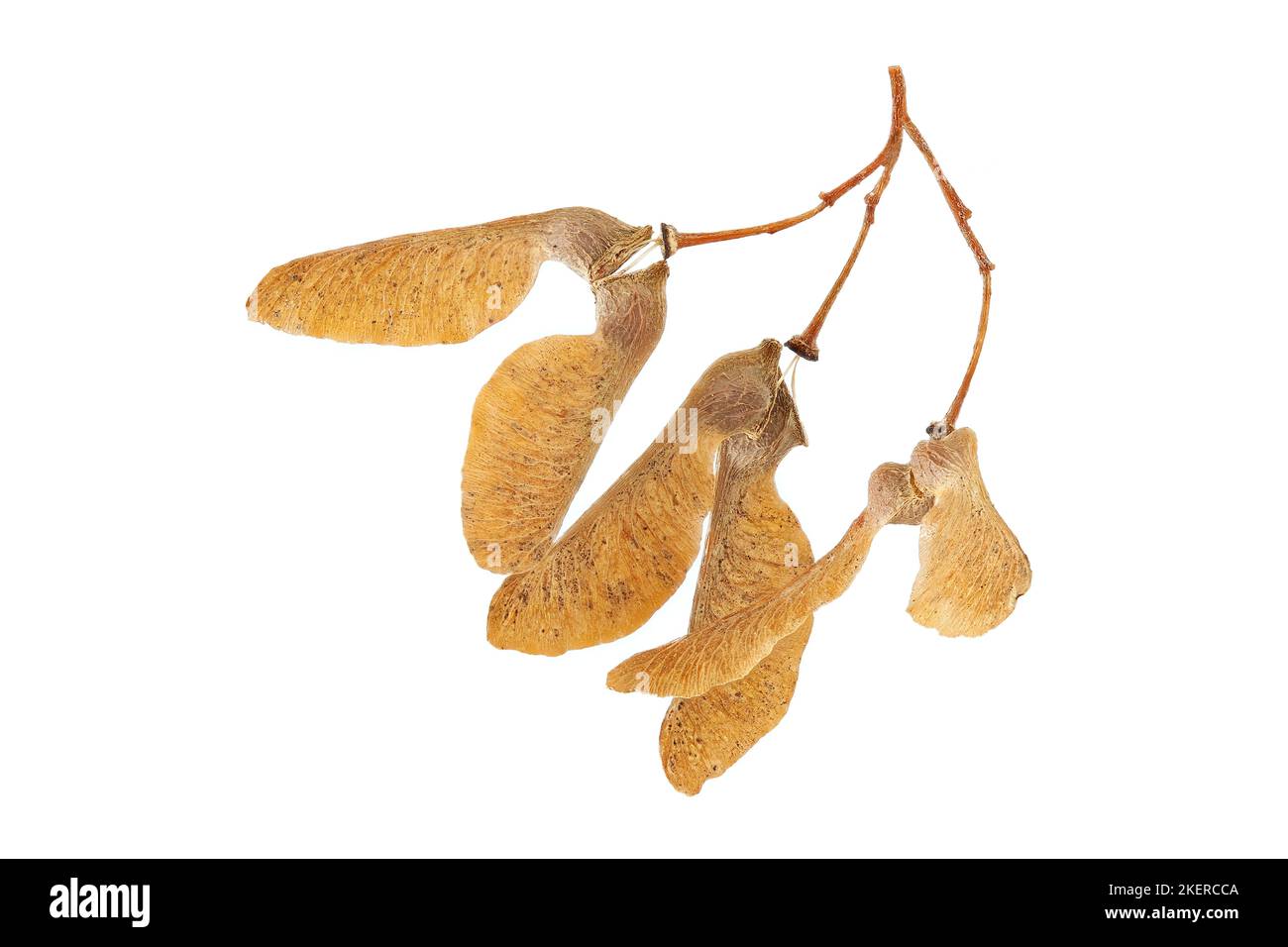 Acer buergerianum, Trident maple, Dreispitz-Ahorn, close up, fruits (samara) Stock Photo