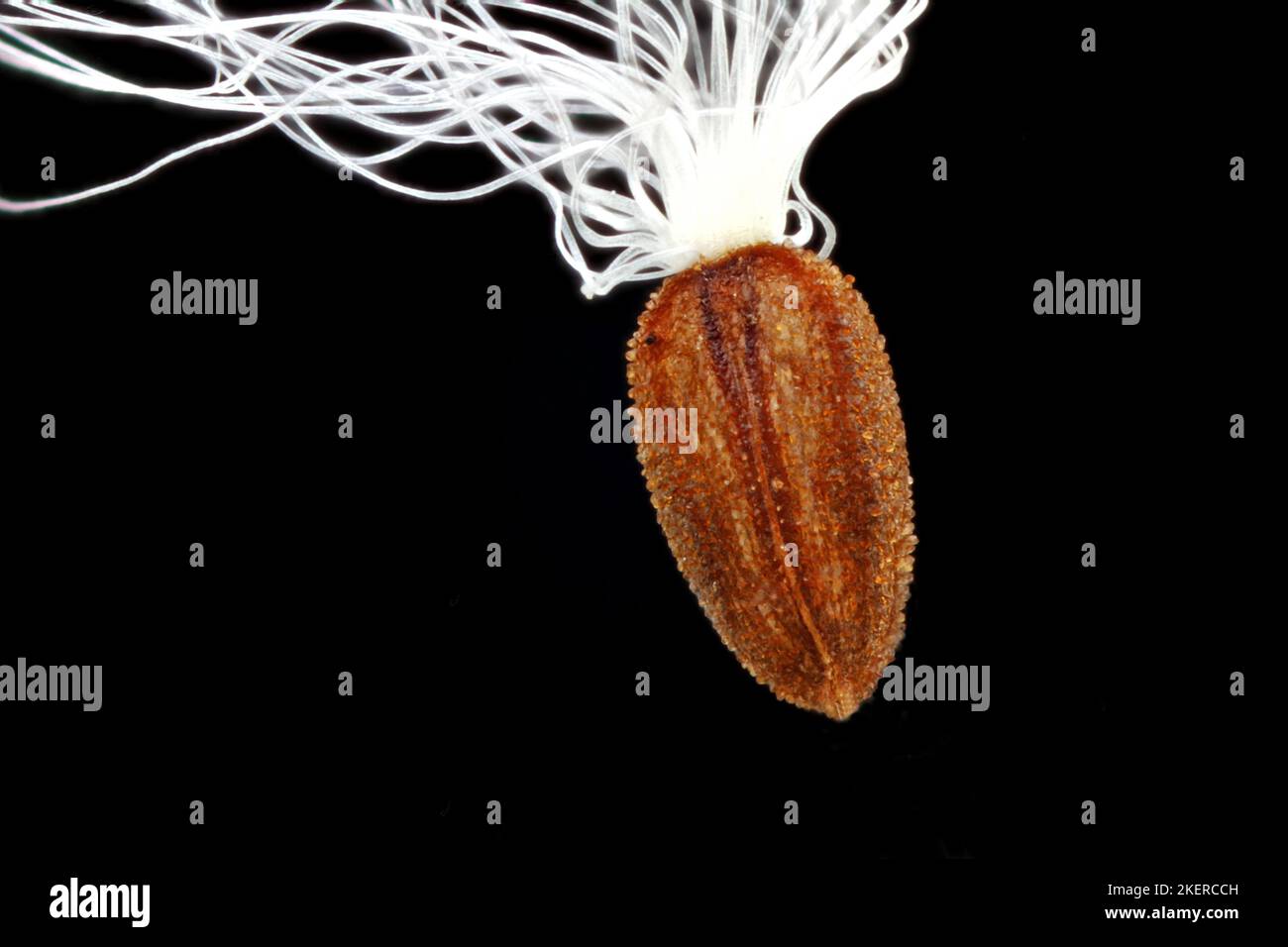 Epilobium hirsutum, Great willowherb, Zottiges Weidenröschen, close up, seed, 1 mm long Stock Photo