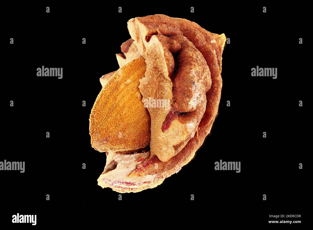 Prunus persica, Peach, Pfirsich, close up, broken stone with seed inside Stock Photo