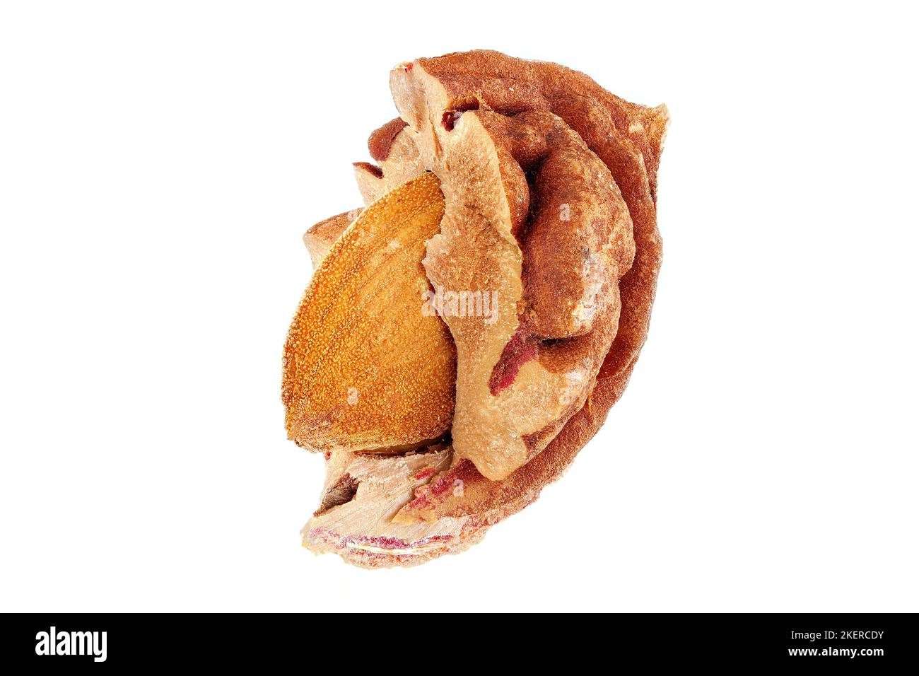 Prunus persica, Peach, Pfirsich, close up, broken stone with seed inside Stock Photo