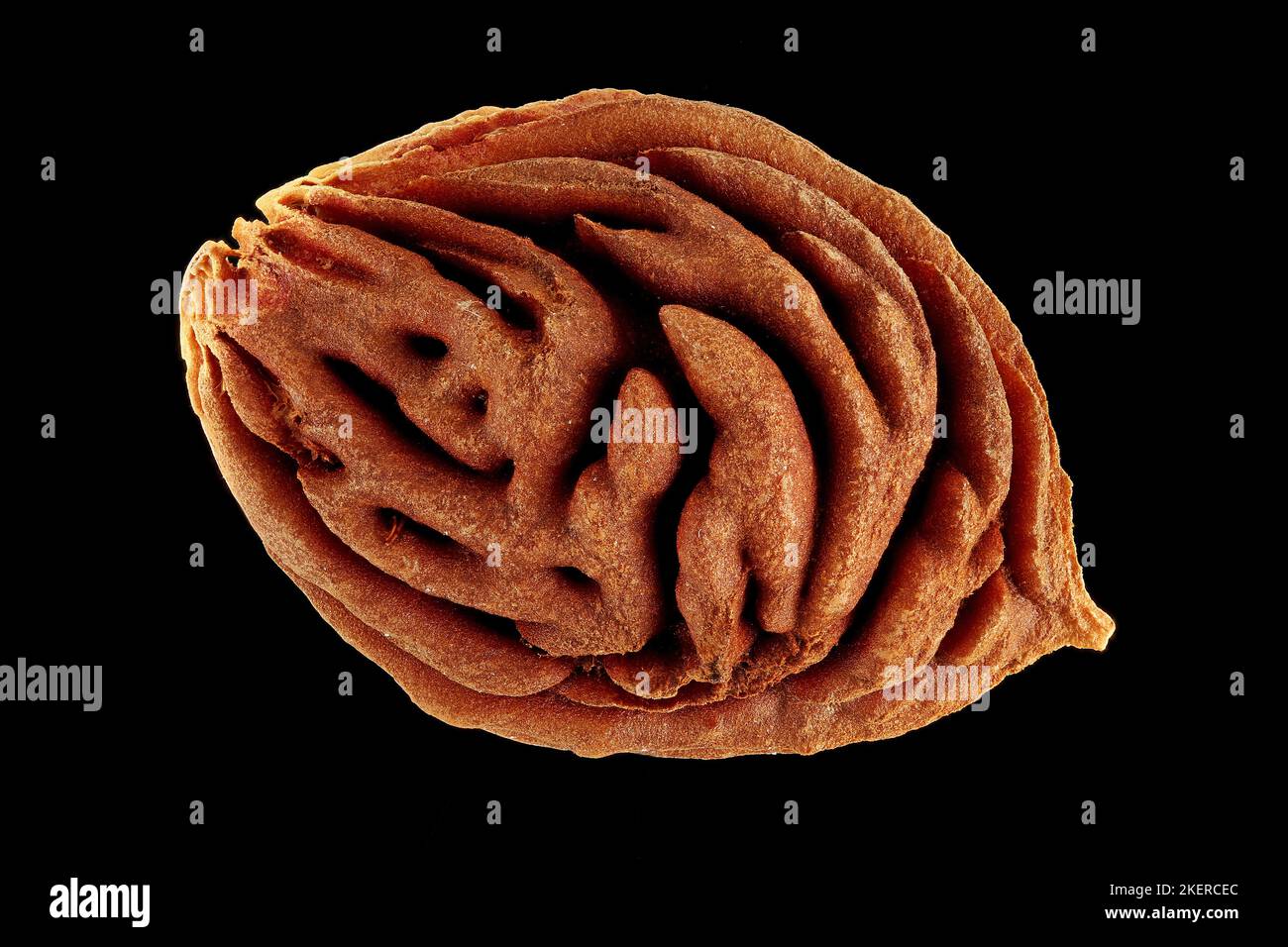 Prunus persica, Peach, Pfirsich, close up, stone (pit) Stock Photo