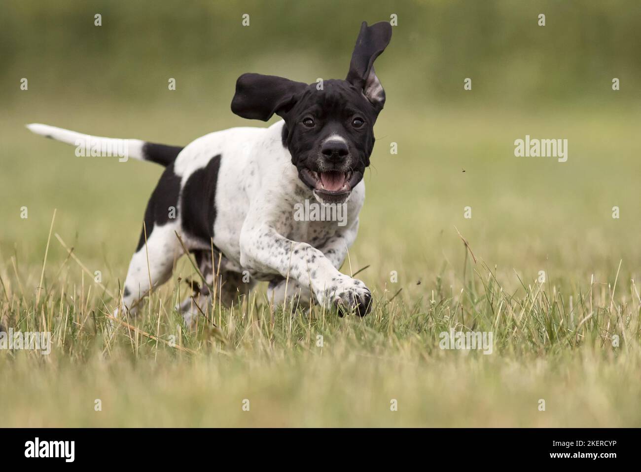 English Pointer Puppy Stock Photo