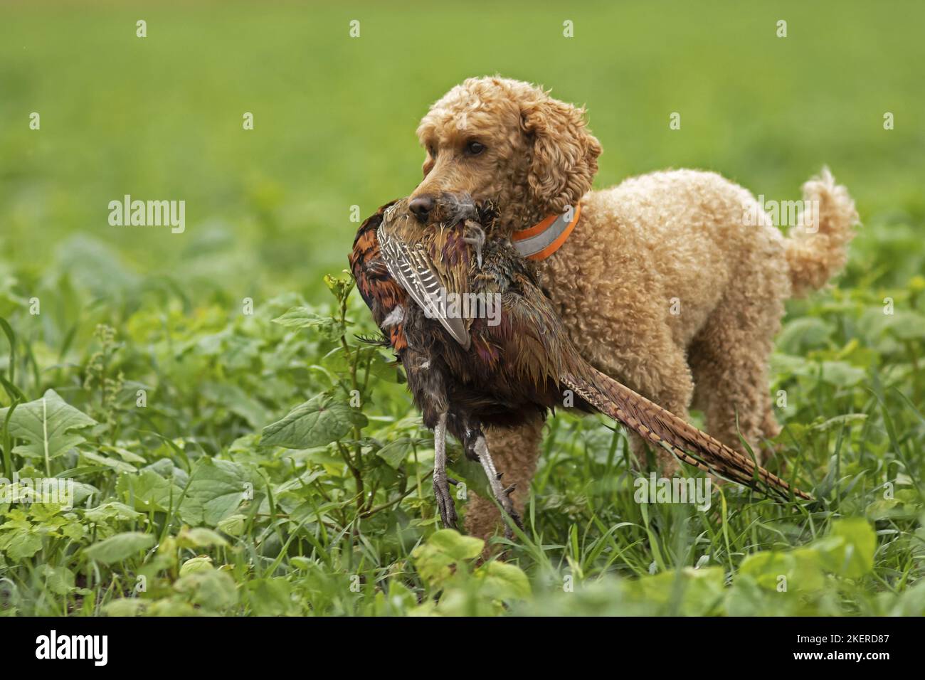 Standard Poodle Duck Hunting